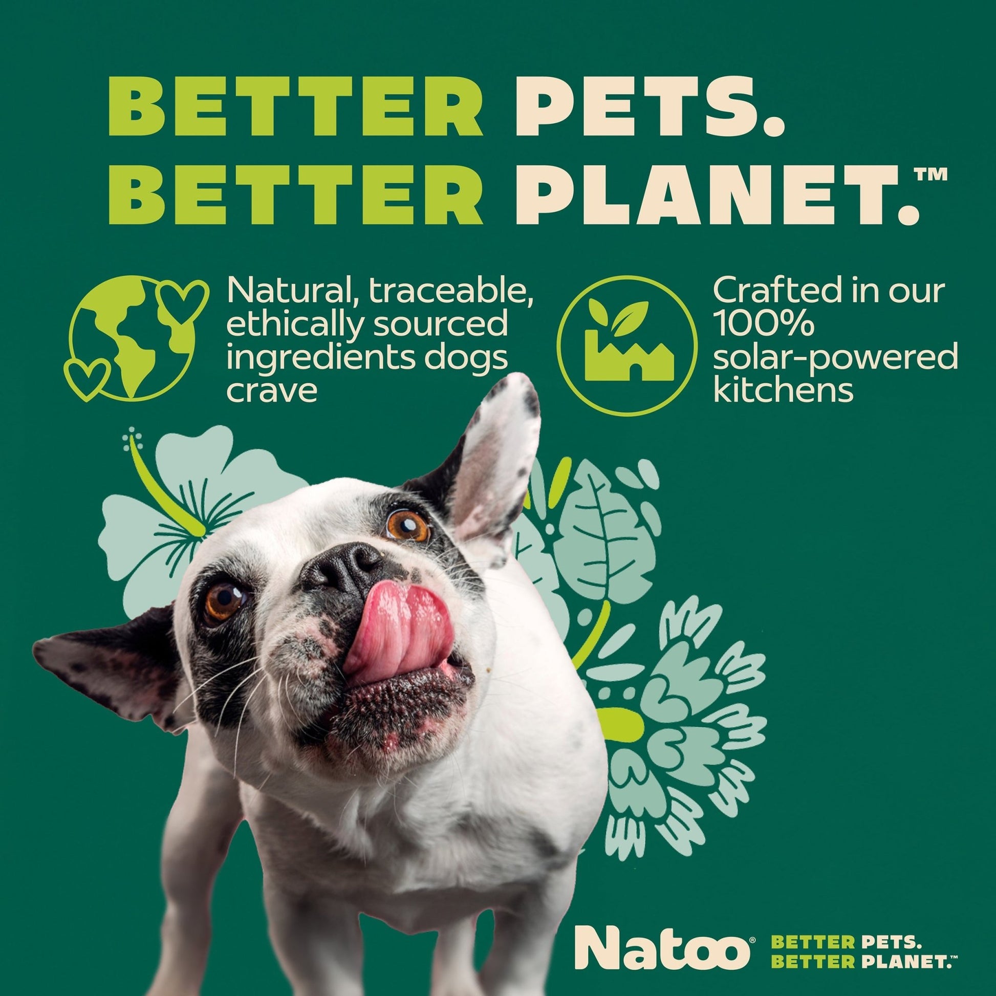 Natoo Chicken, Carrot, Brown rice and Quinoa in broth (20 pack) - Natoo Pet Foods